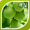 매실