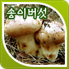 송이버섯